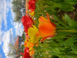 Tulipános