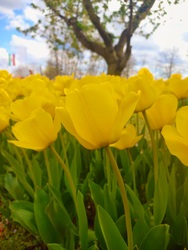 Tulipános