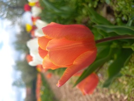 Tulipános