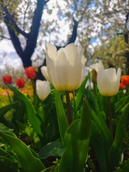 Tulipános