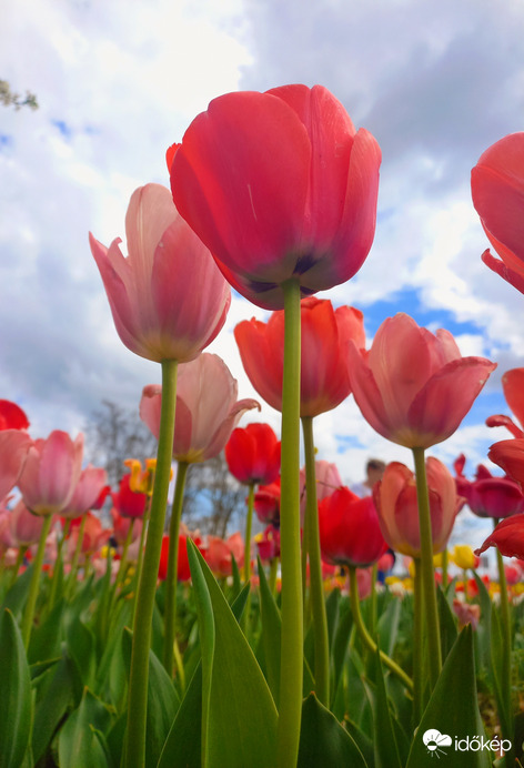 Tulipános