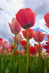 Tulipános