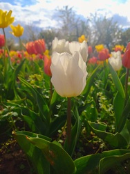 Tulipános