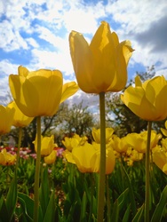 Tulipános