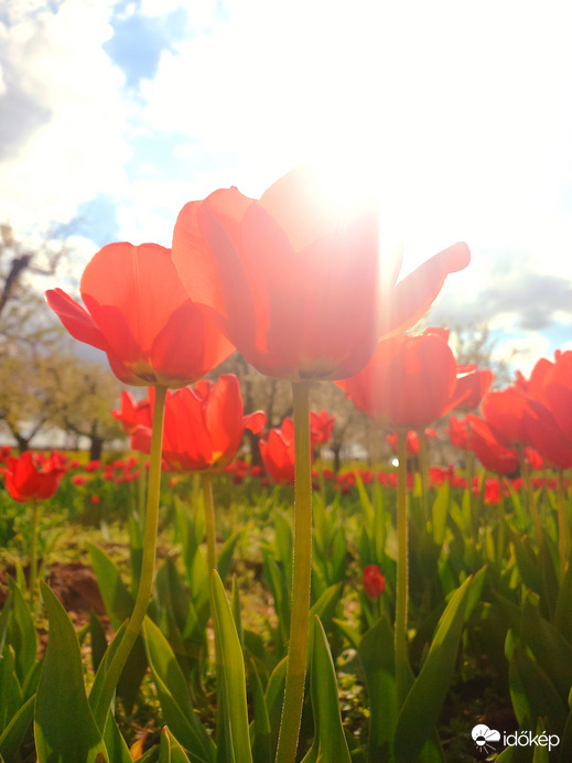 Tulipános