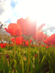 Tulipános