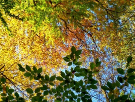 A természet festménye