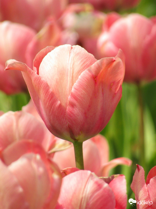 Tulipánok