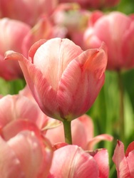 Tulipánok