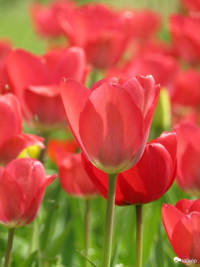 Tulipánok