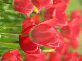 Tulipánok
