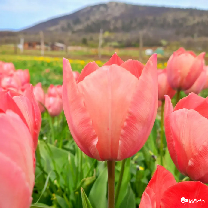 Tulipán