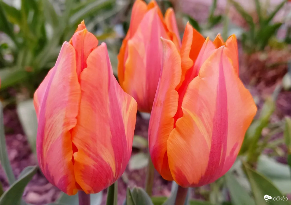 Tulipános