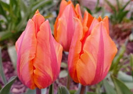 Tulipános