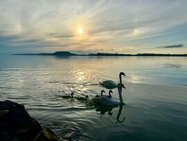 Balatonboglár