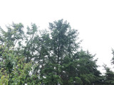 Magyarszék