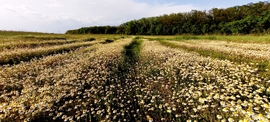 Püspökladány 