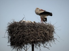 Kitekeredve! 