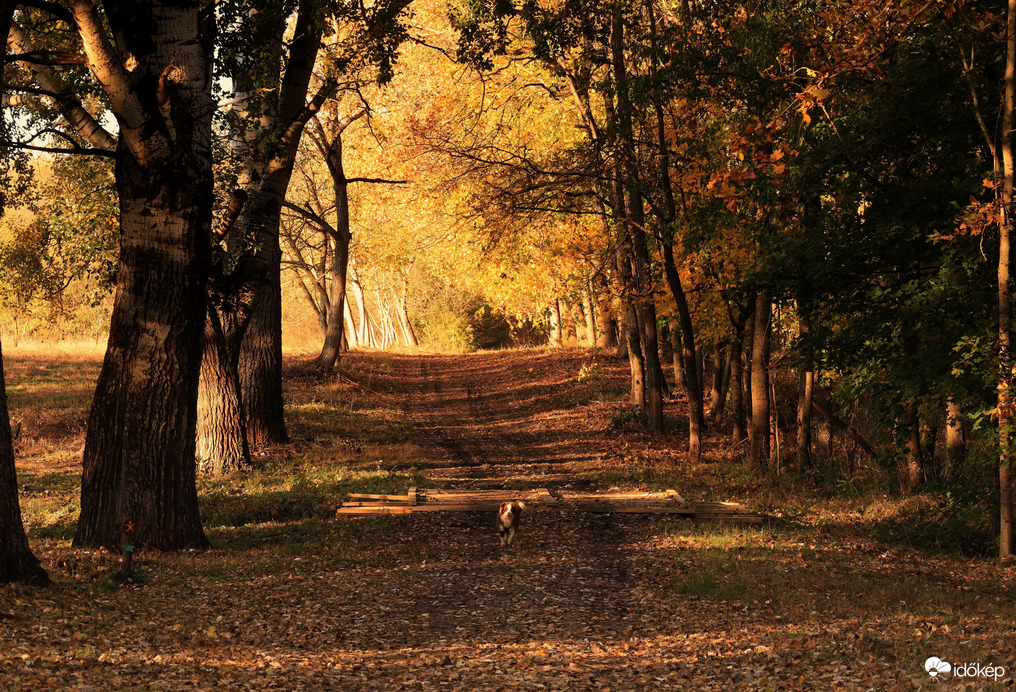 Futás az őszi naplementében! 