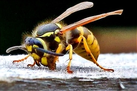 Méhek napja!