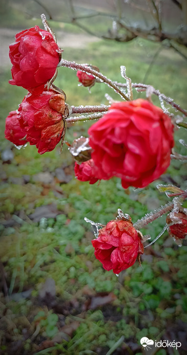 Fagy kontra rózsa 