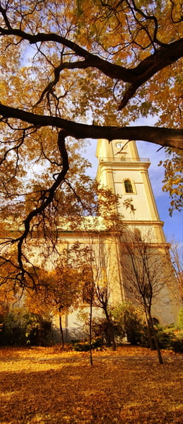 Hull az elsárgult levél! 