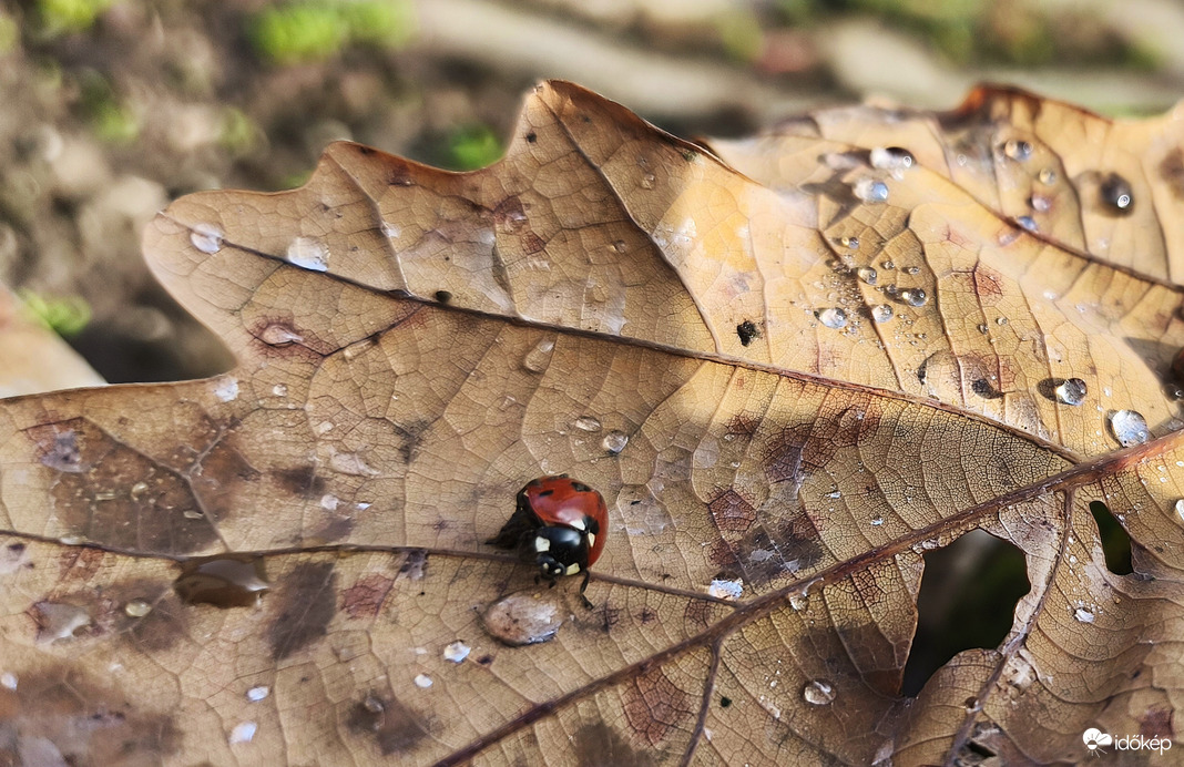 A katica is szomjas már! 