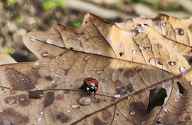 A katica is szomjas már! 
