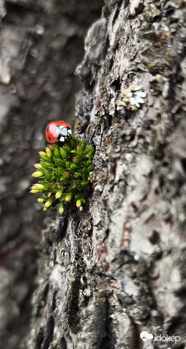 Helló jövök már! 