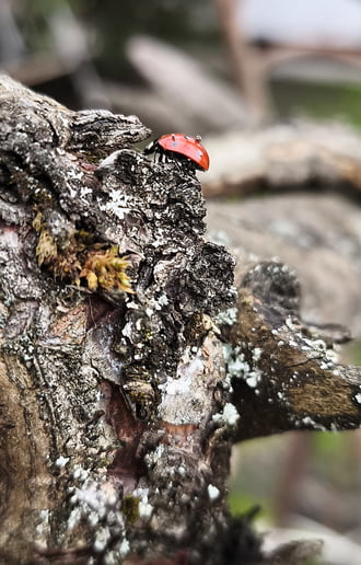 Itt a tavasz a katica is csúcsra jár! 