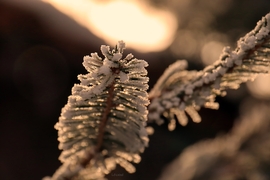 Nap színezte zúzmarás fenyőág! 
