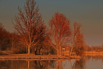 Naplemente szinezte fák! 