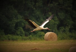 Püspökladány