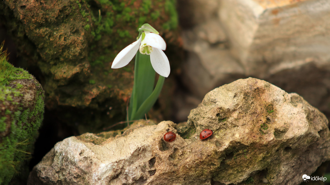 Valentin napi páros! 