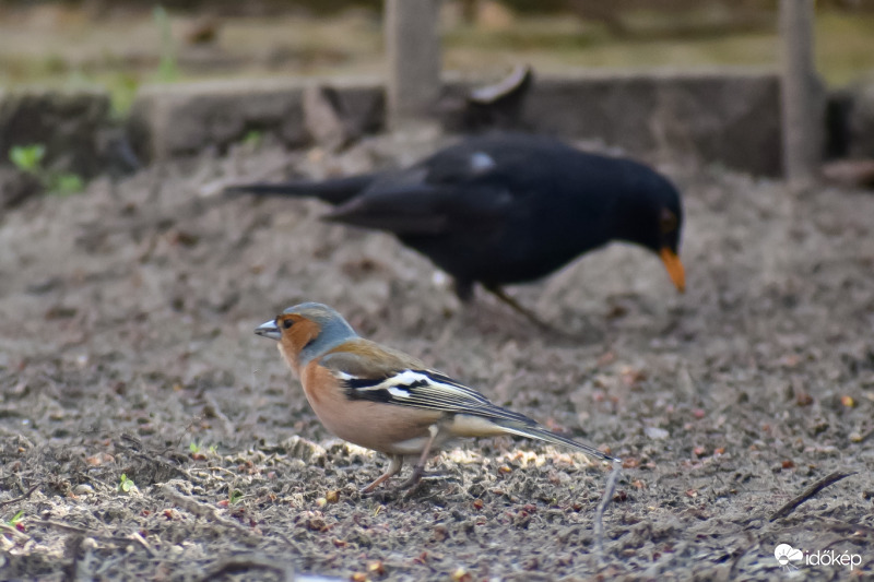 Kapirgáló egyedek :)
