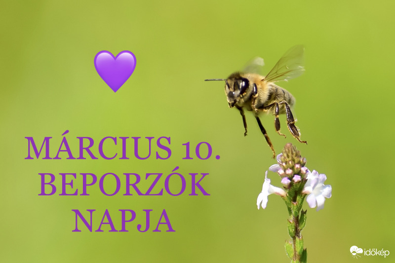 Beporzók Napja 