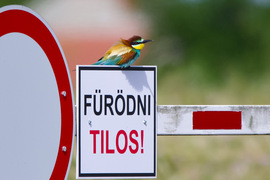 Parti őr 
