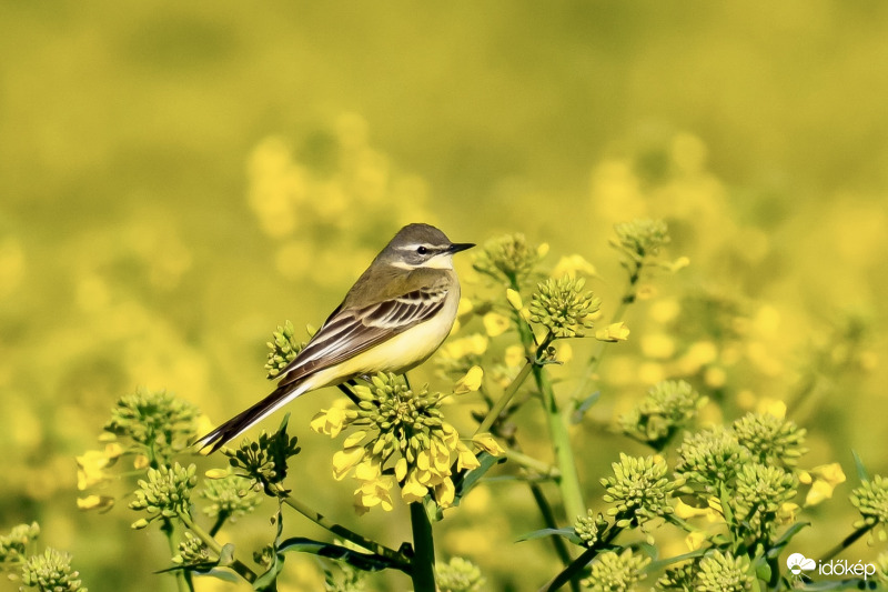 Repce billegető :))