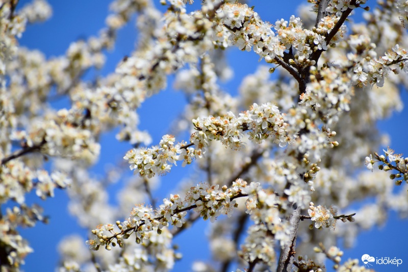 Készülődik a vadszilva menyasszonyi ruhája