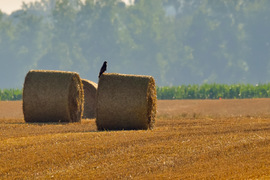 andibarta fotója