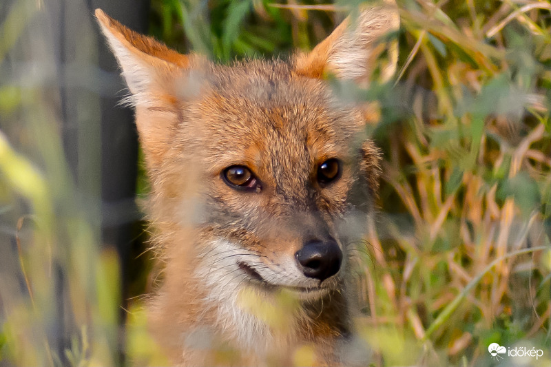 Kertszomszéd gyerek 