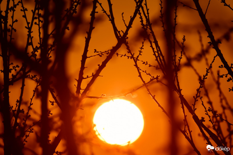 Napkelte kajszi ágak között