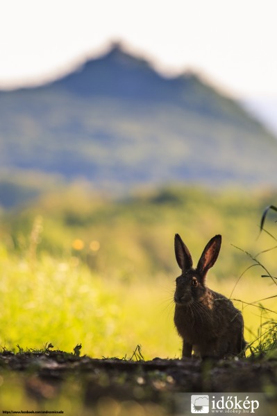 Nyuszi és a Salgói vár