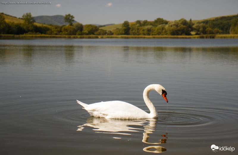 Hűsölő hőségben