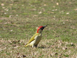 Zöld küllő madár