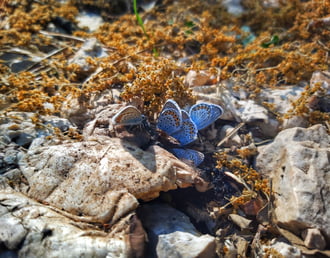 Pillangók 