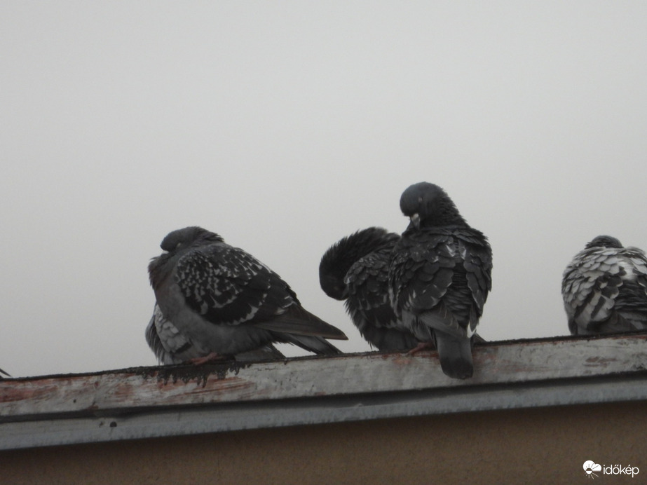 Reggeli tollászkodás