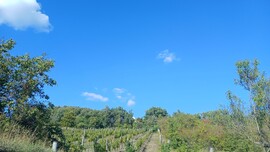 Balatonszőlős