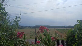 Balatonszőlős