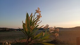 Balatonszőlős